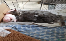 Maine Coon cats for sale: 3 Adorable Female Maine coon Kittens - Image 1