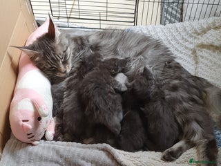 Maine Coon cats for sale - Advert 1