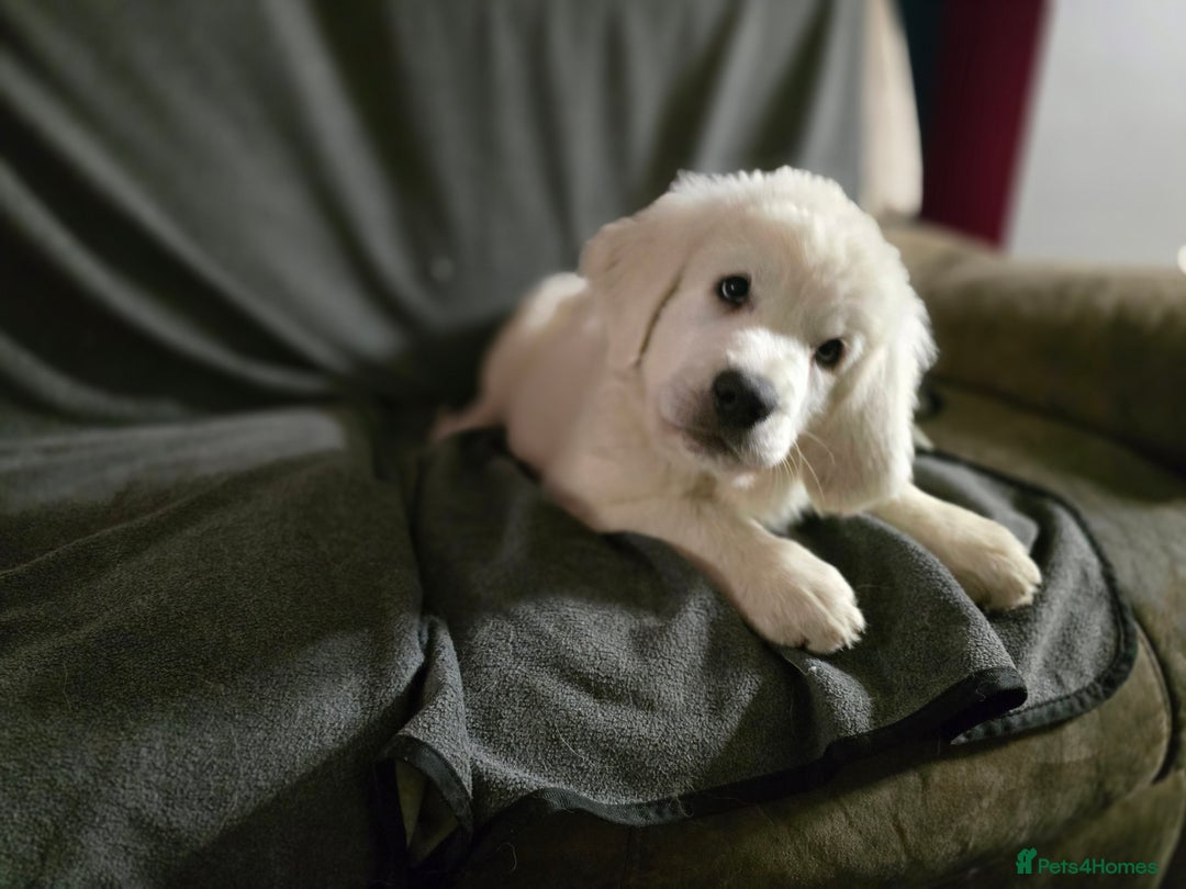 Pyrenean Sheepdog dogs for sale: Polish Tatra Shepherd (Owczarek Podhalański) - Advert 3