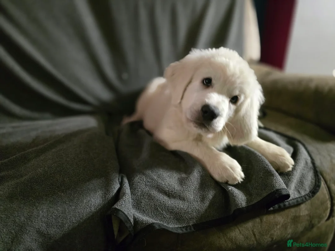 Pyrenean Sheepdog dogs for sale: Tatra Shepherd/Owczarek Podhalański PREMIUM MALE - Advert 3