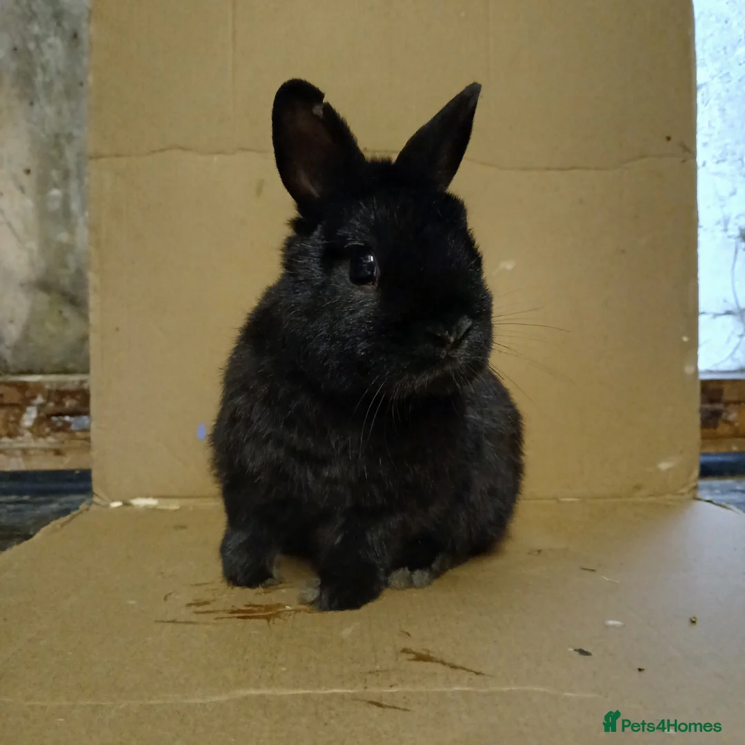 Netherland Dwarf rabbits for sale: Young Netherland Dwarf buck - Advert 2