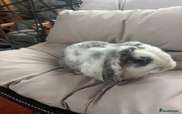 Mixed Breed rabbits for sale: 🐇 Rabbits - 4 available (2 boys, 2 girls) 🐇 - Image 4