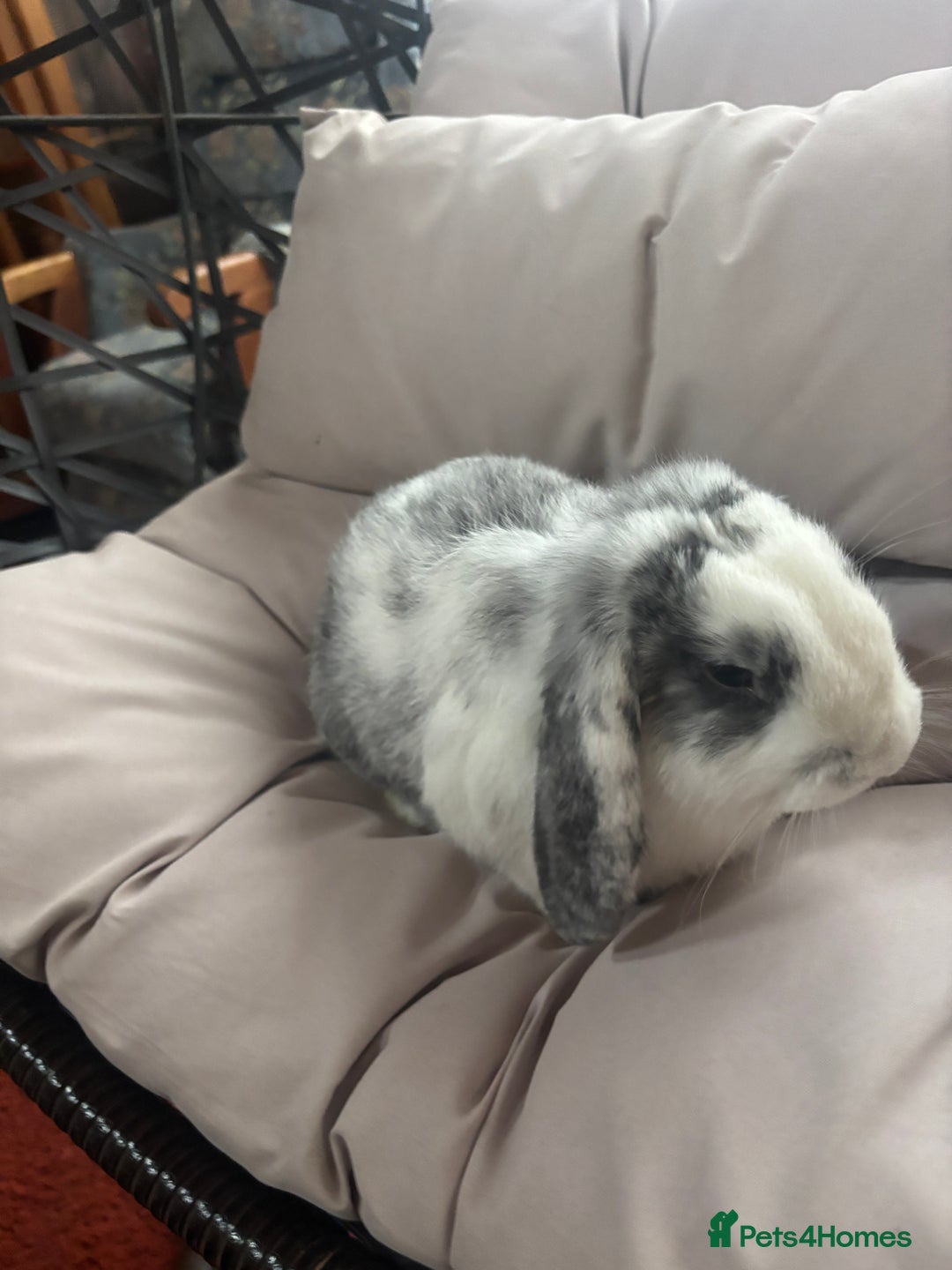 Mixed Breed rabbits for sale: 🐇 Rabbits - 4 available (2 boys, 2 girls) 🐇 - Image 4