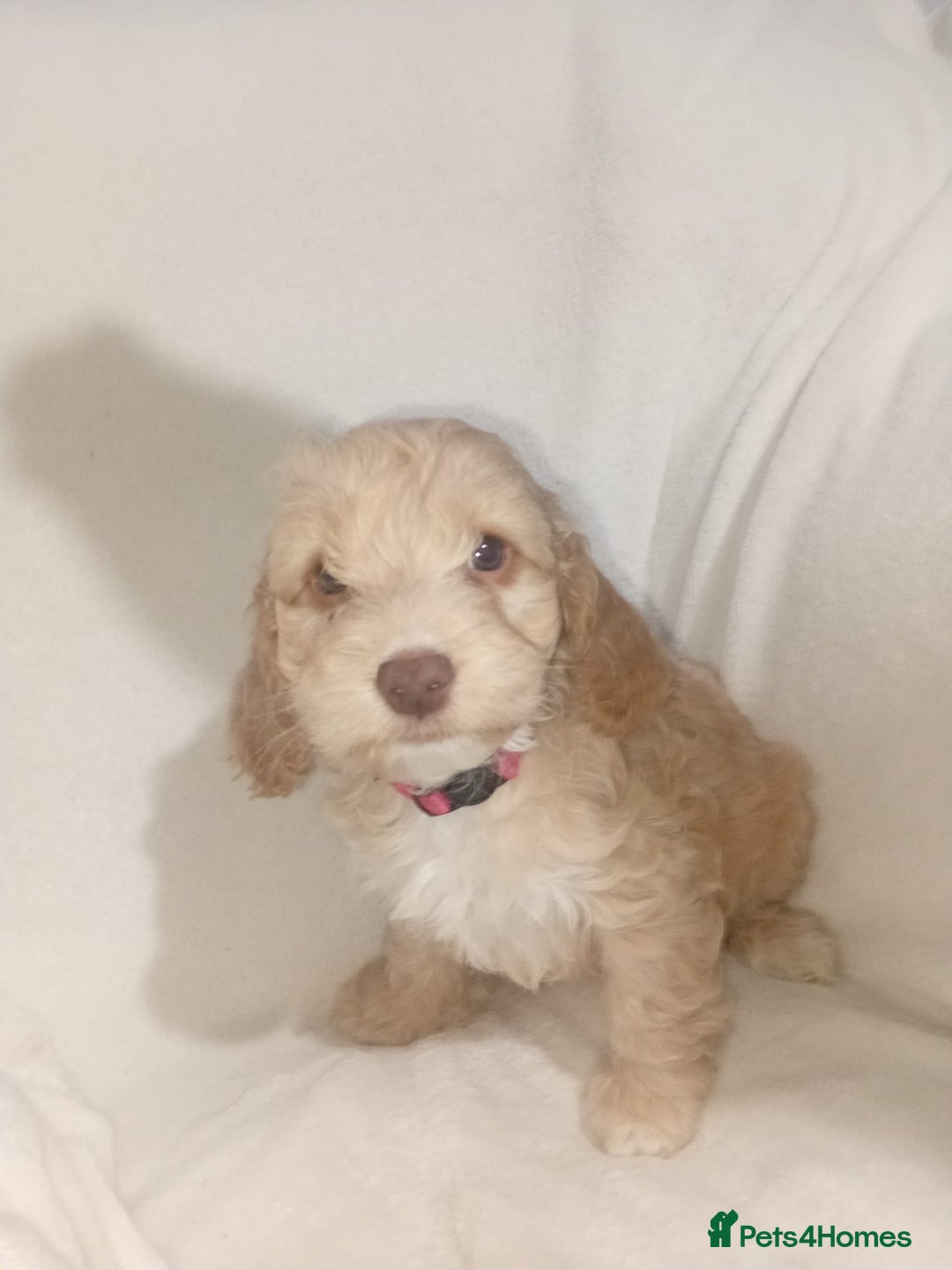 Cockapoo dogs for sale: Ready now stunning cockapoo girls - Advert 25