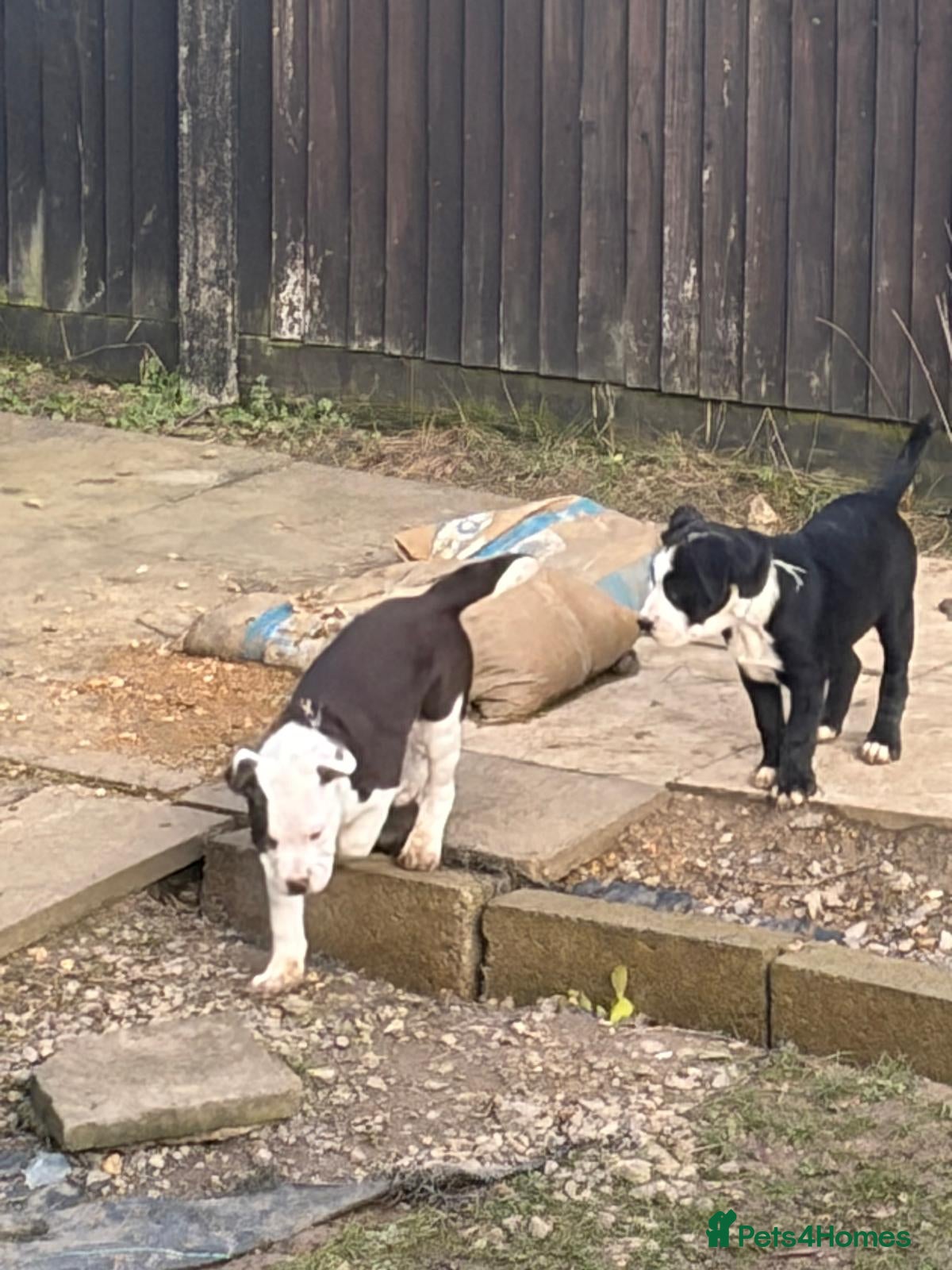Mixed Breed dogs English Bulldog x border collie (bull collie) - Advert 2