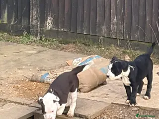 Mixed Breed dogs English Bulldog x border collie (bull collie) - Advert 2