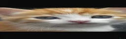 Domestic Shorthair cats for sale: Ginger & White Kitten  - Advert 4