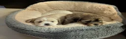 Lhasa Apso dogs for sale: Lhasa Apso puppies in Kent - Advert 2