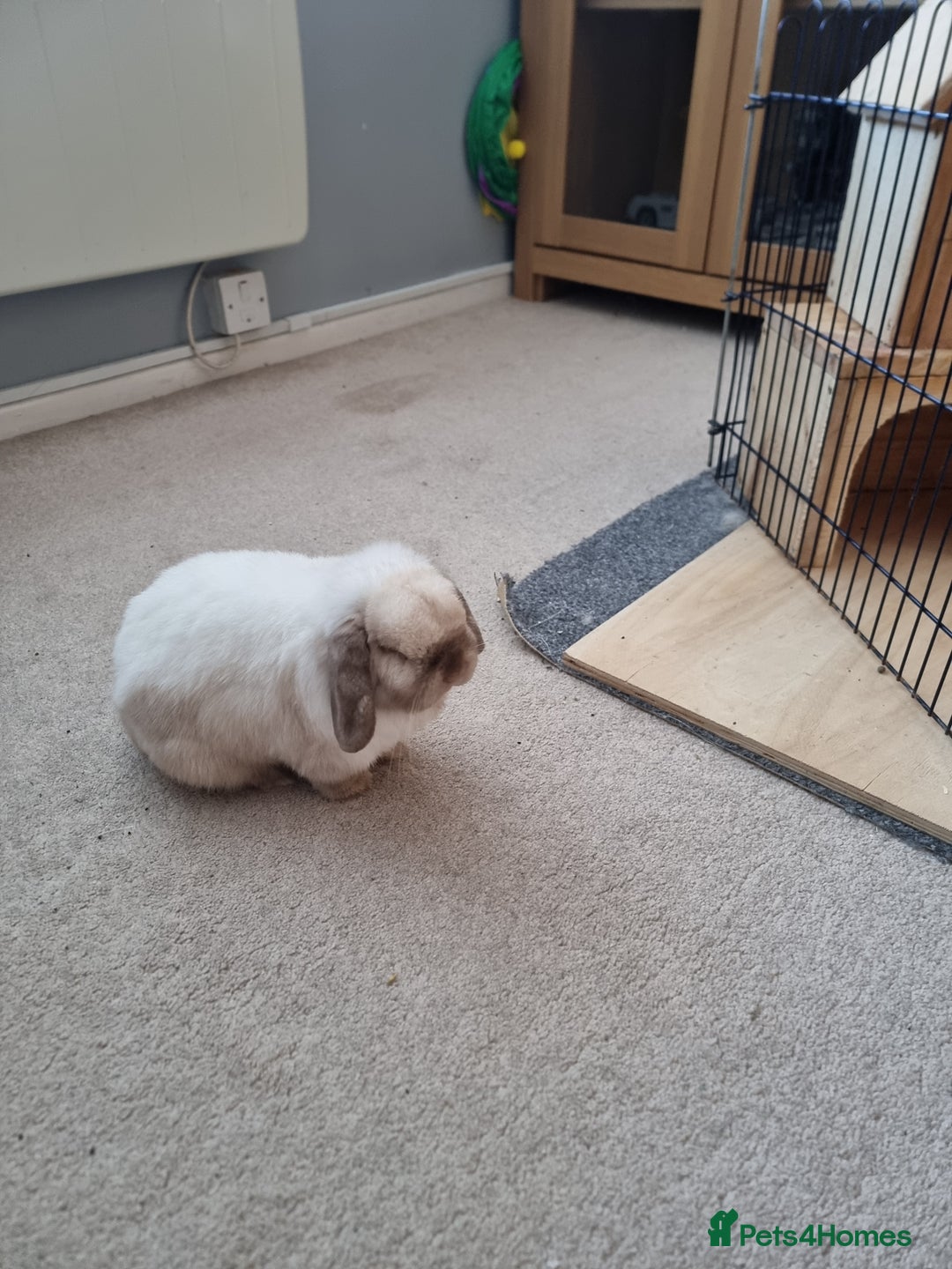 Mini Lop rabbits for sale: Beautiful friendly male mini lop - Advert 3