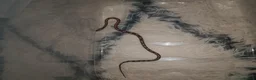 Corn Snake reptiles for sale: Corn snake in Lichfield - Advert 2