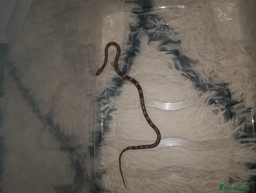Corn Snake reptiles for sale: Corn snake in Lichfield - Advert 2