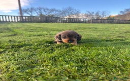 Dachshund dogs for sale: WHD - Wirehaired Dachshund (Teckle) Pups - Image 22