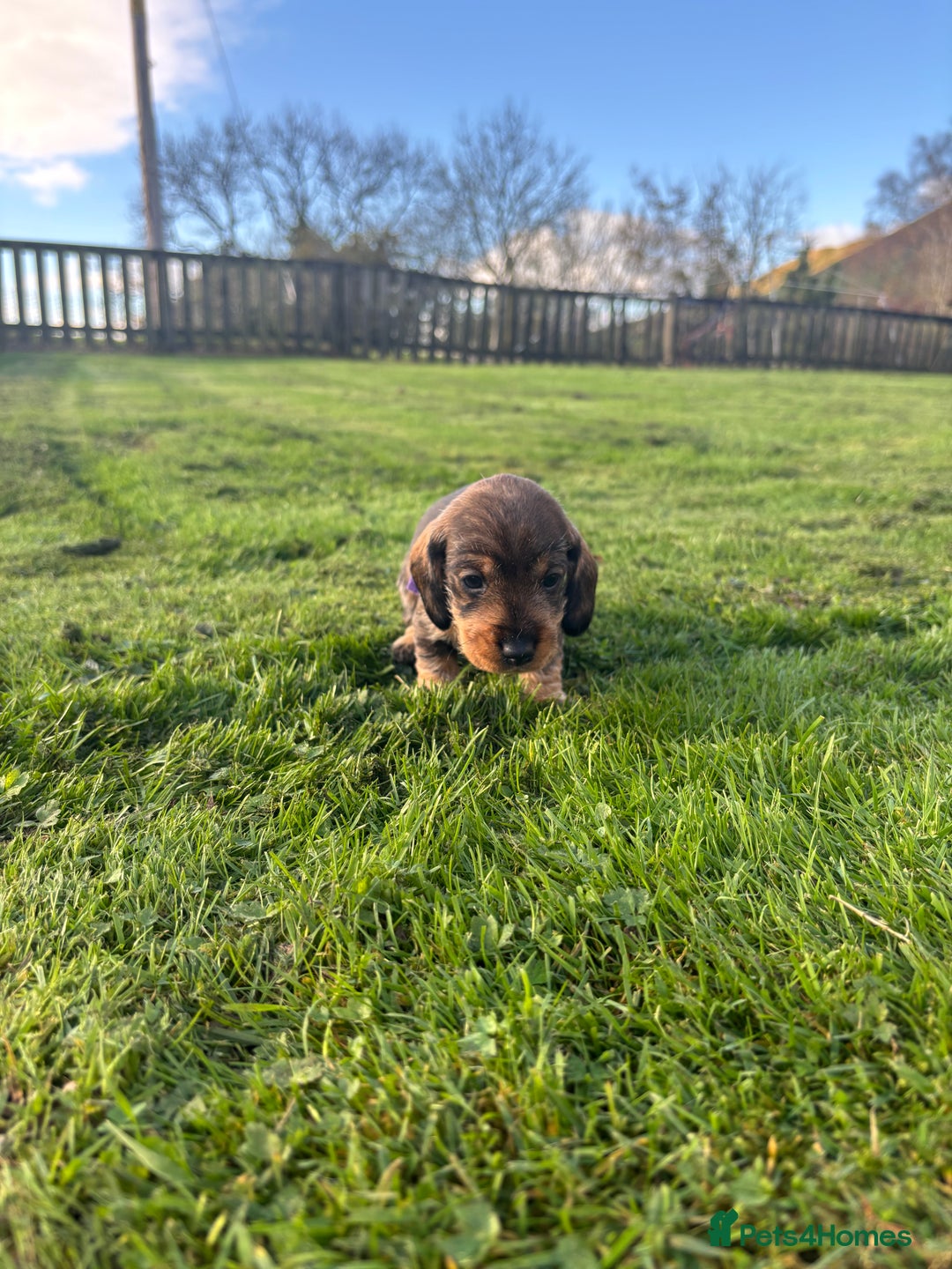 Dachshund dogs for sale: WHD - Wirehaired Dachshund (Teckle) Pups - Image 22