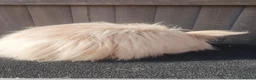 Angora rabbits for sale: Teddydwerg doe - Advert 4