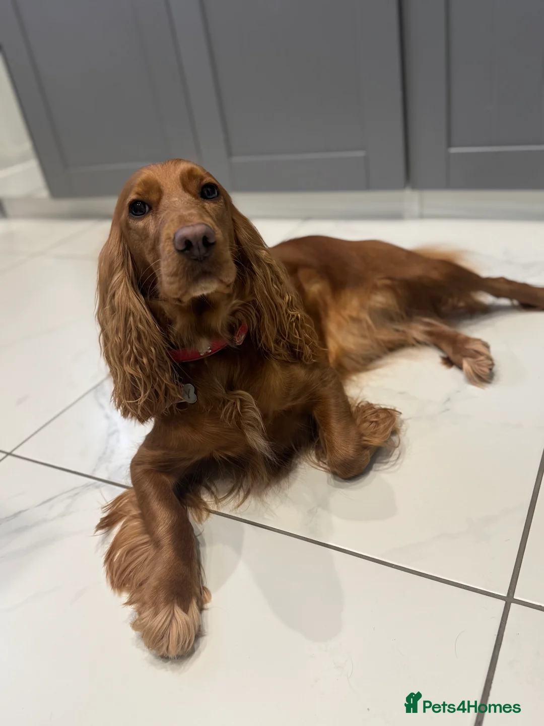 Cocker Spaniel dogs for sale: Show cocker spaniel  - Advert 2