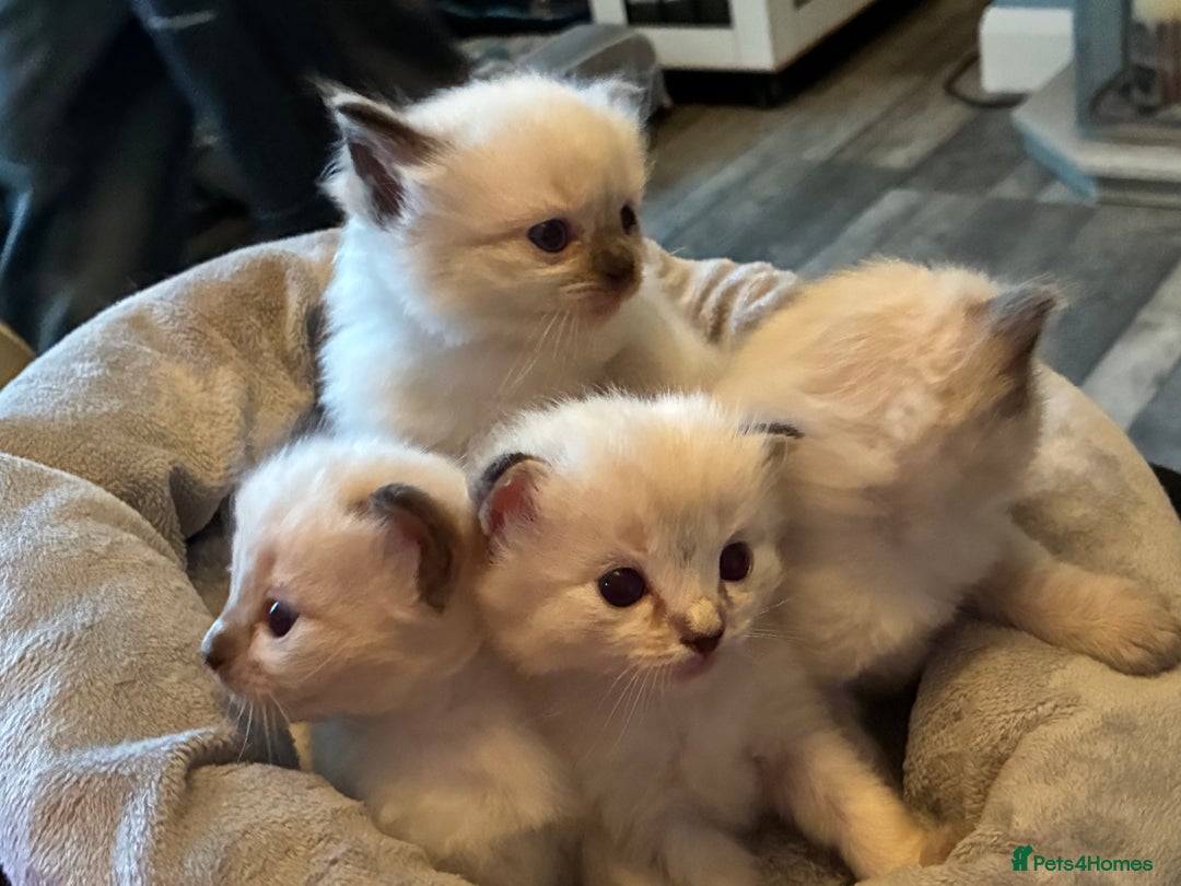 Ragdoll cats for sale: 4 Prebred Ragdolls kittens for sale - Image 22