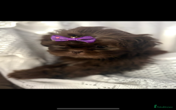 Shih Tzu dogs for sale: Beautiful family raised Shih tzu puppies. - Image 2