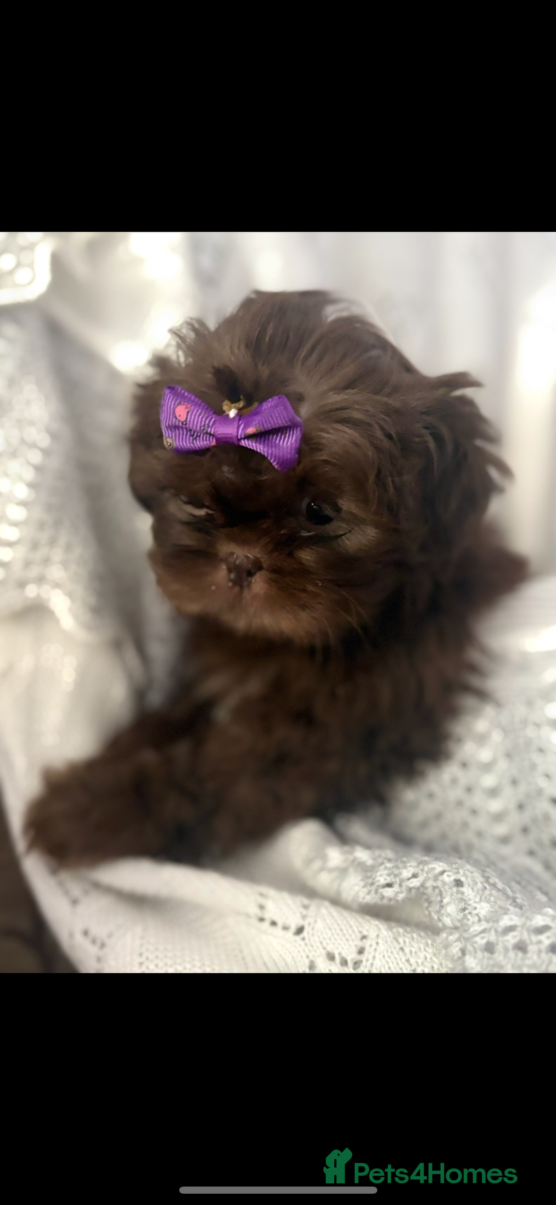 Shih Tzu dogs for sale: Beautiful family raised Shih tzu puppies. - Image 2
