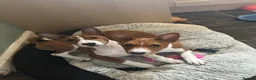 Basenji dogs for sale: 6 basenji puppies ONLY TWO LEFT 4 months old now  - Advert 2