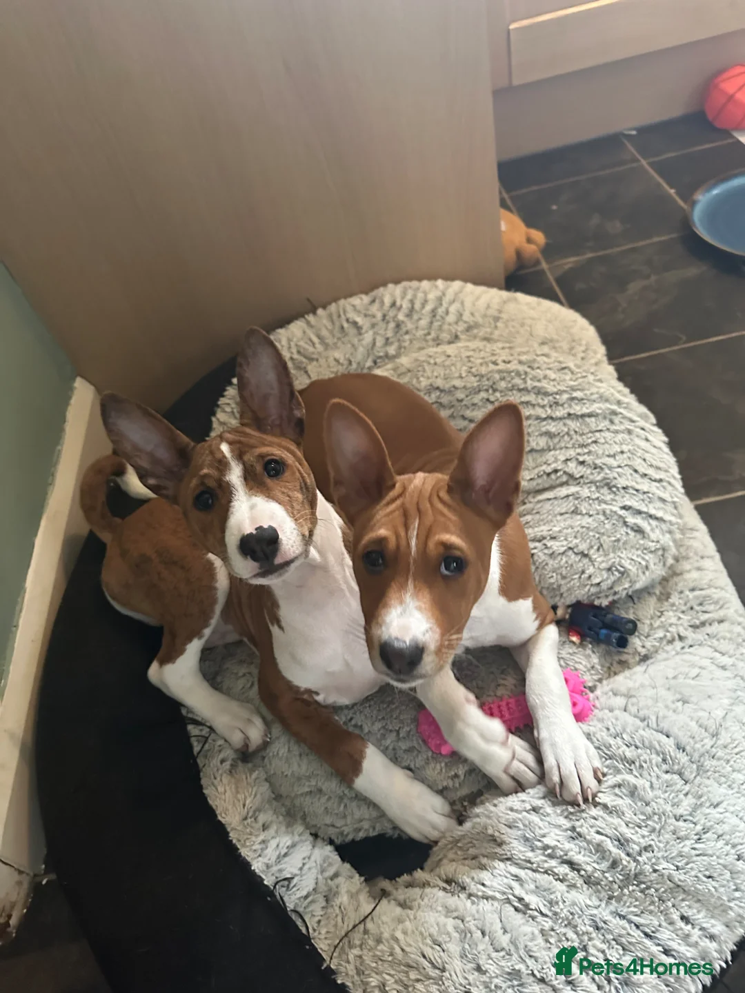 Basenji dogs for sale: 6 basenji puppies ONLY TWO LEFT 4 months old now  - Advert 2