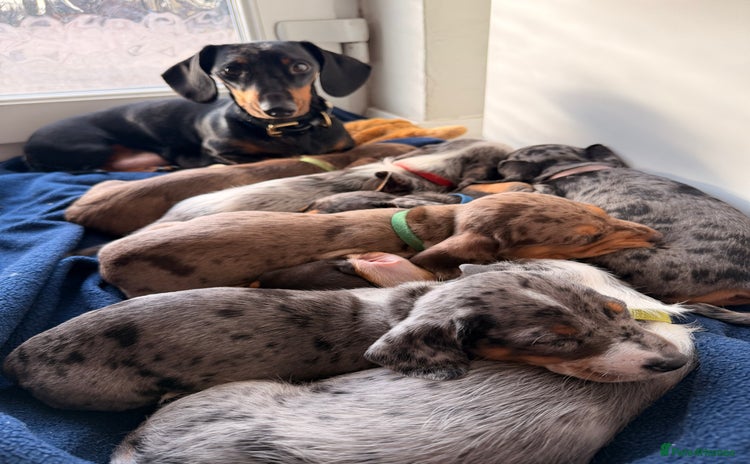 Mixed Breed dogs *UPDATE* Mini Dachshund × Dachshund Cockapoo Pups - Advert 2