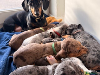 Mixed Breed dogs *UPDATE* Mini Dachshund × Dachshund Cockapoo Pups - Advert 1