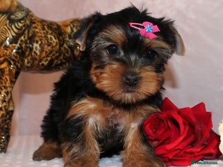 Yorkshire Terrier dogs active Yorkshire terrier - Advert 14