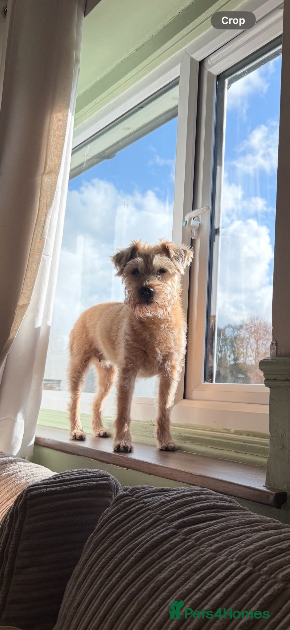 Mixed Breed dogs Looking for forever home - Advert 1
