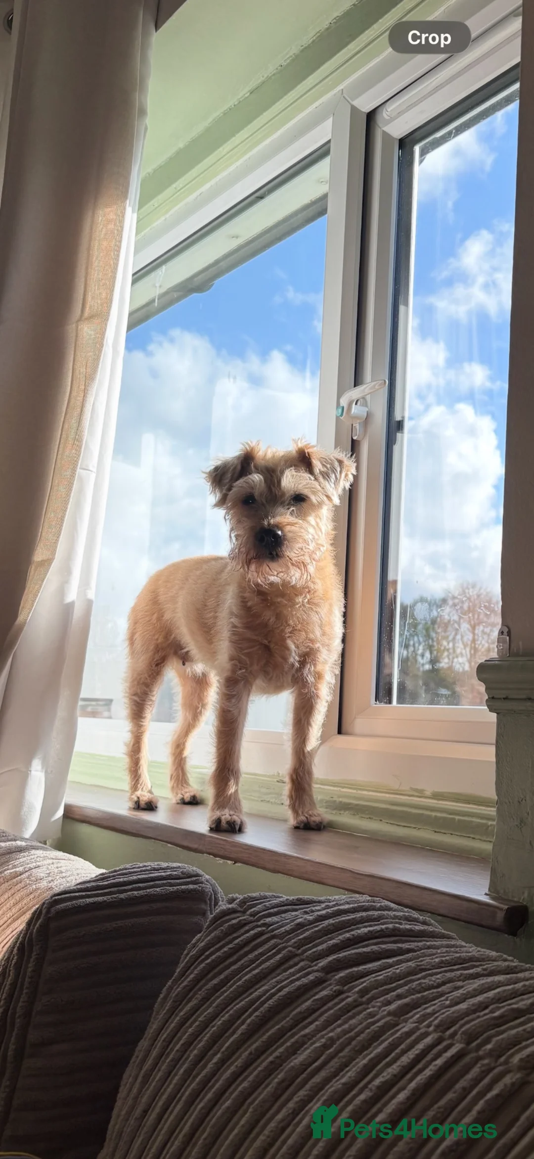 Mixed Breed dogs for sale: Looking for forever home - Advert 1