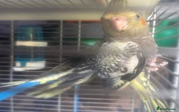 Cockatiels birds for sale: Baby cockatiel for sale mixed prices  - Image 10