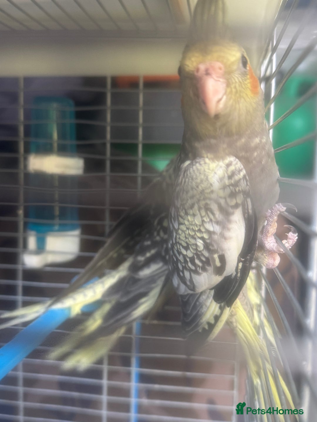 Cockatiels birds for sale: Baby cockatiel for sale mixed prices  - Image 10