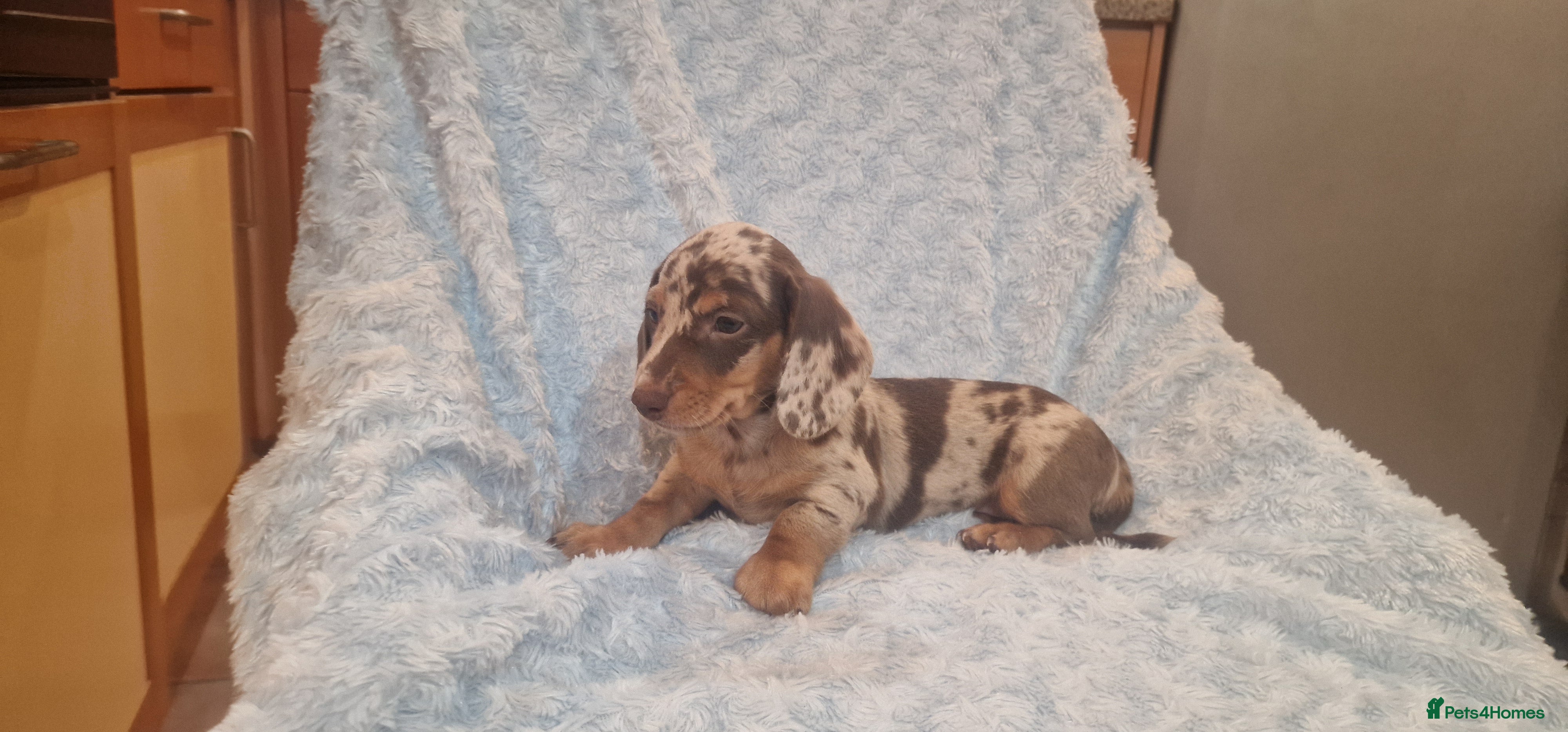 Miniature Dachshund dogs 6 puppies ready to leave  - Advert 18