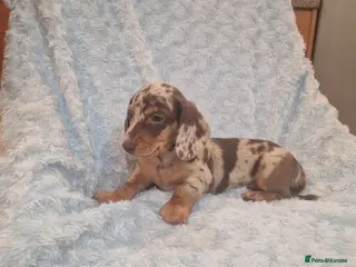 Miniature Dachshund dogs 6 puppies ready to leave - Advert 18