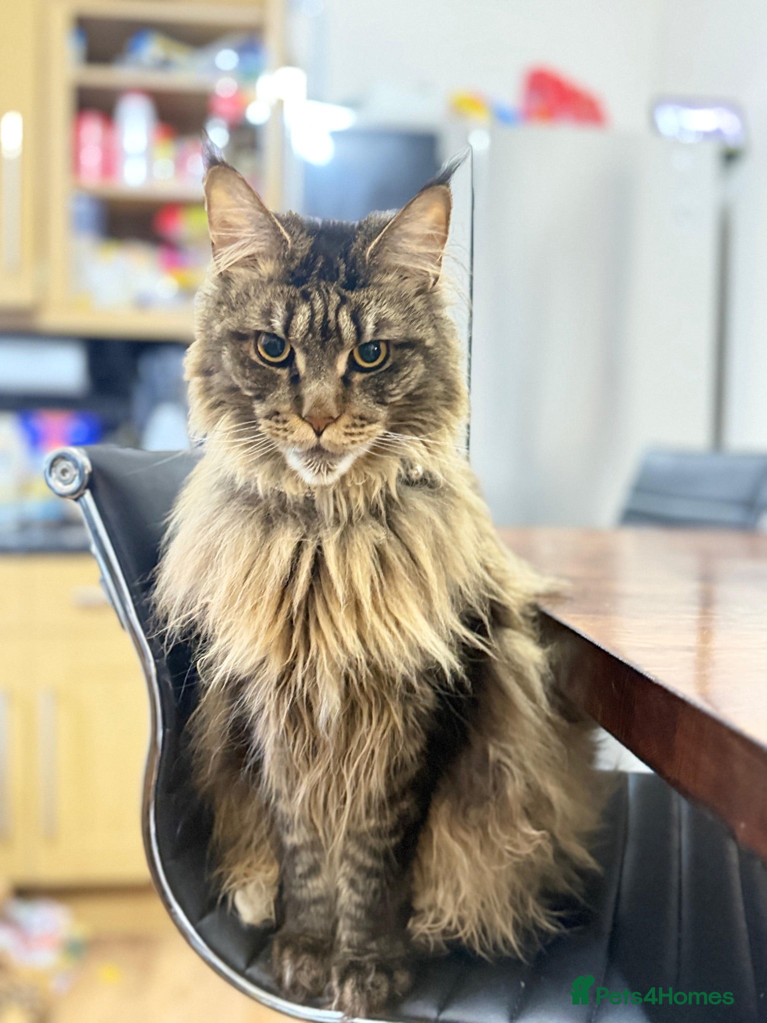 Maine Coon cats Majestic Maine Coon  - Advert 1