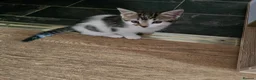 Mixed Breed cats for sale: 3 female Kittens for sale - Advert 2