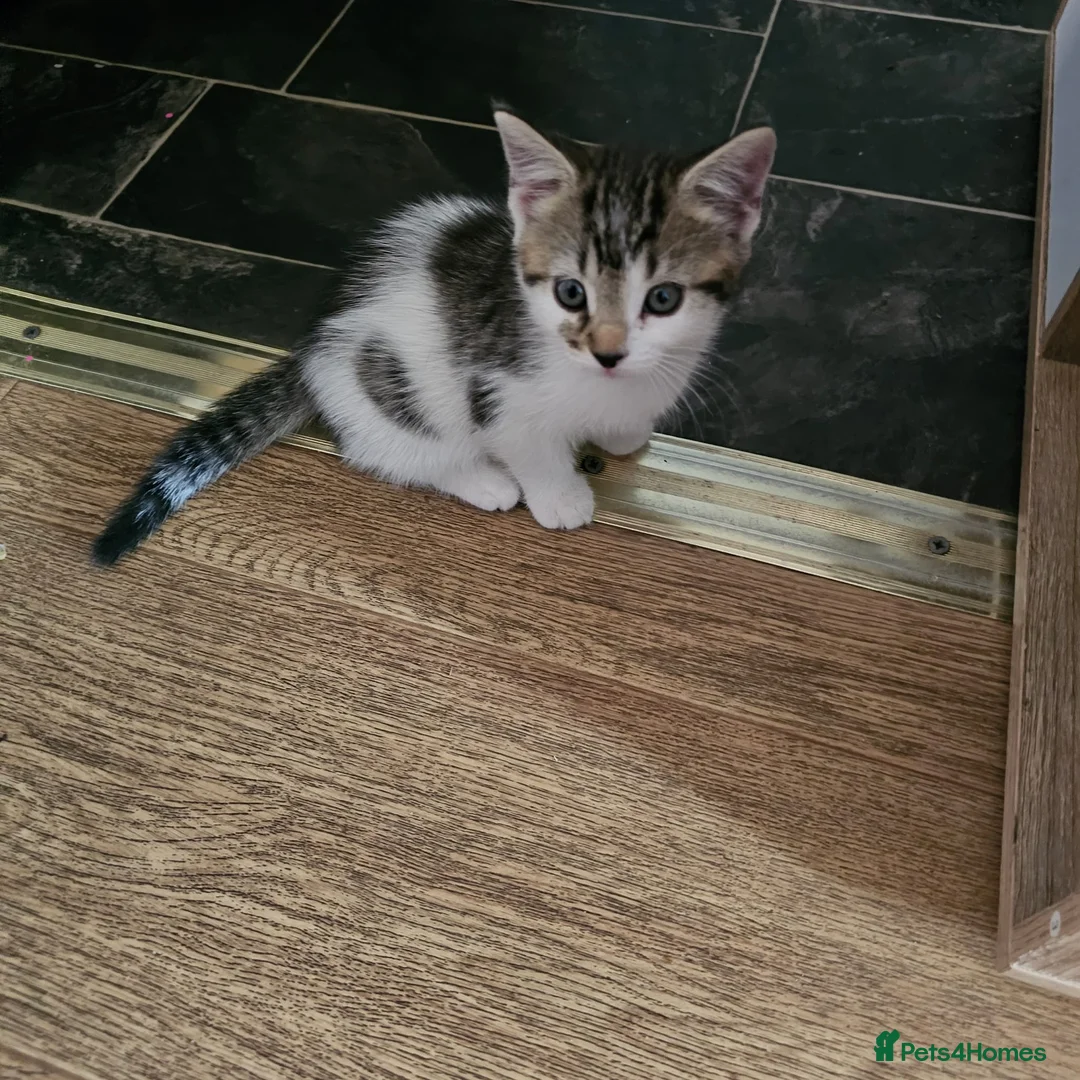 Mixed Breed cats for sale: 3 female Kittens for sale - Advert 2