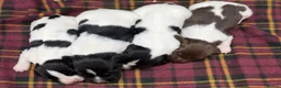 English Springer Spaniel dogs for sale: Stunning Springer Spaniels - Advert 10