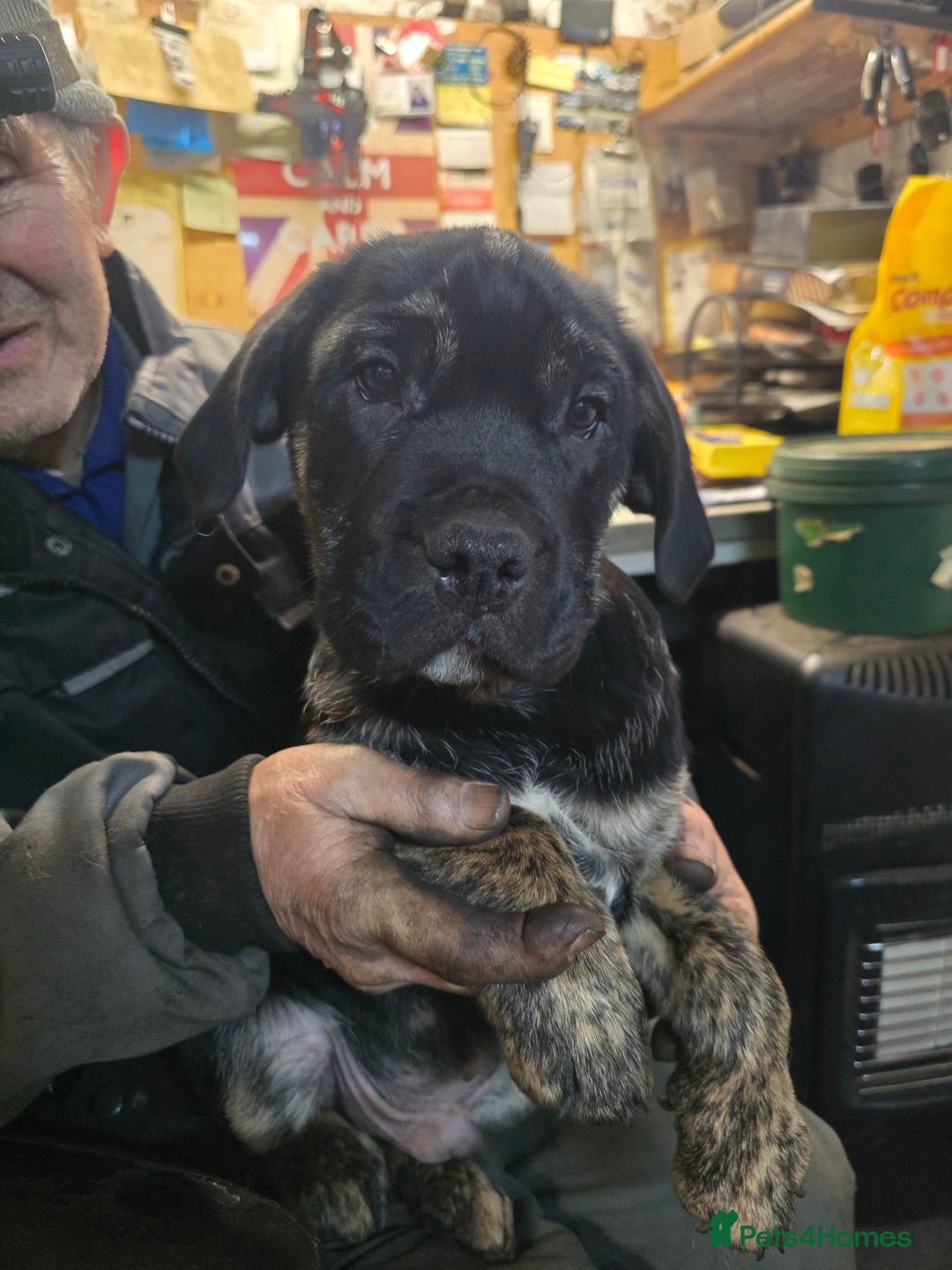 Mixed Breed dogs for sale:  Retriever x British bulldog - Advert 2