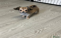 Chipoo dogs for sale: Chihuahua/poodle chipo girls - Image 3
