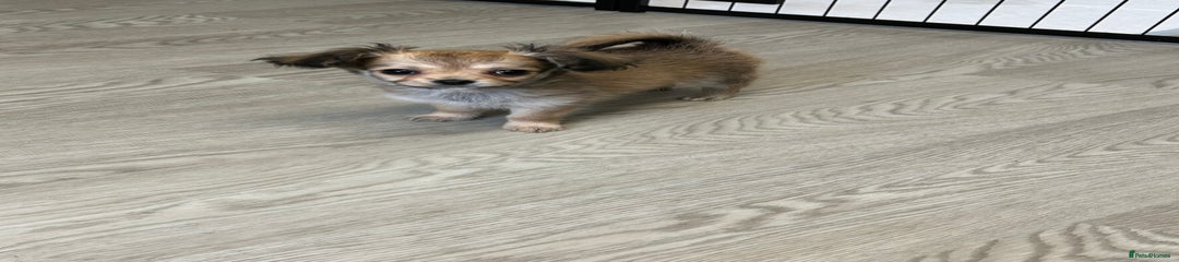 Roo