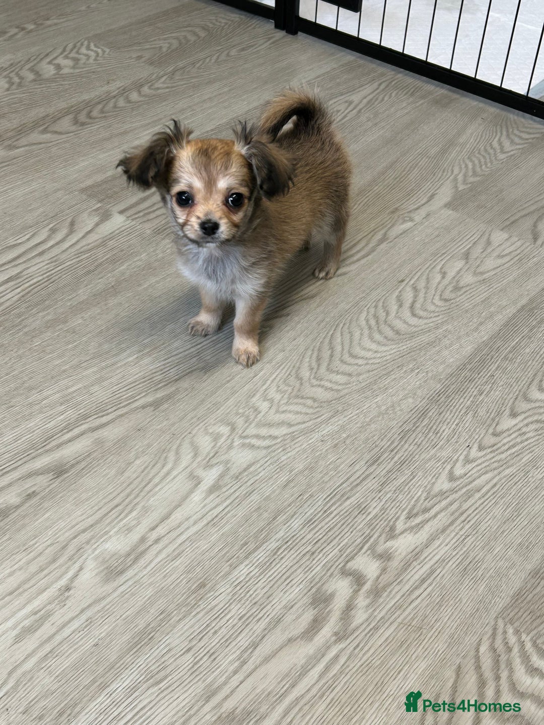Chipoo dogs for sale: Chihuahua/poodle chipo girls - Image 3