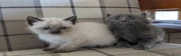 Mixed Breed cats for sale: Gorgeous ragdoll cross kittens  - Advert 8