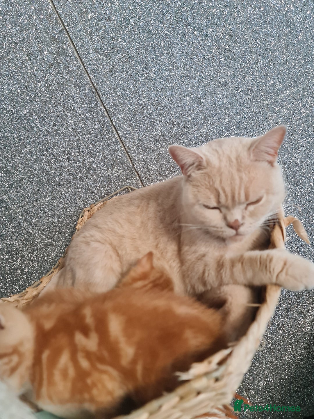 British Shorthair cats for sale: Beautiful BSH kittens from genetic tested parents - Image 8