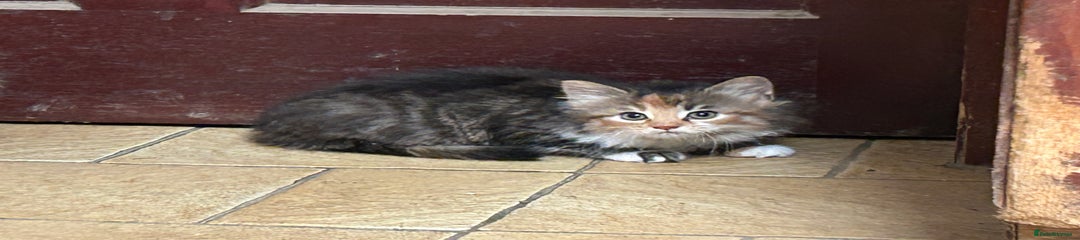 Mixed Breed Kitten 3