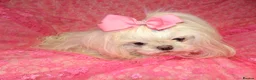 Maltese dogs for sale: Babydoll KC Registered Korean Maltese Adult Girl in Bishop Auckland - Advert 19