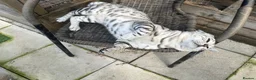 Bengal cats for sale: Beautiful silver boy  - Advert 2