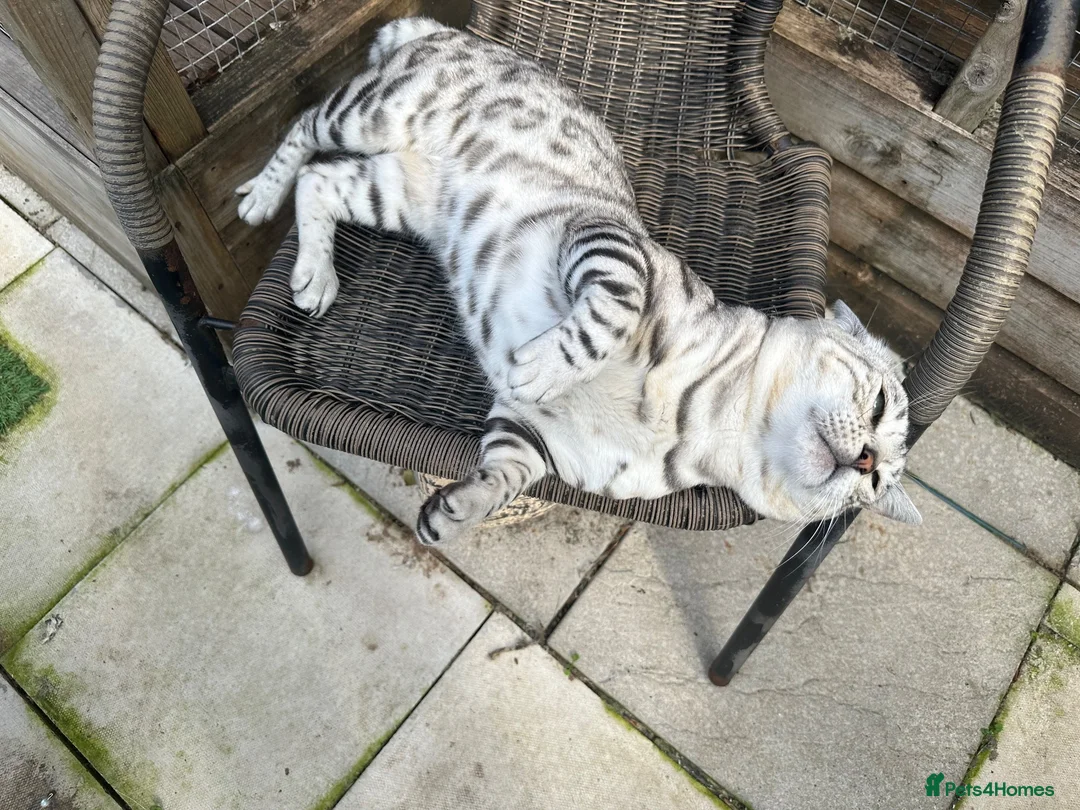 Bengal cats for sale: Beautiful silver boy  - Advert 2