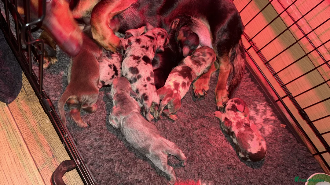 Miniature Dachshund dogs for sale: Miniature long haired Dachshund  - Advert 3