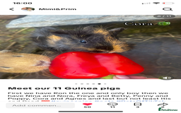 Guinea Pig rodents for sale: Pairs of guinea pigs for sale  - Image 6