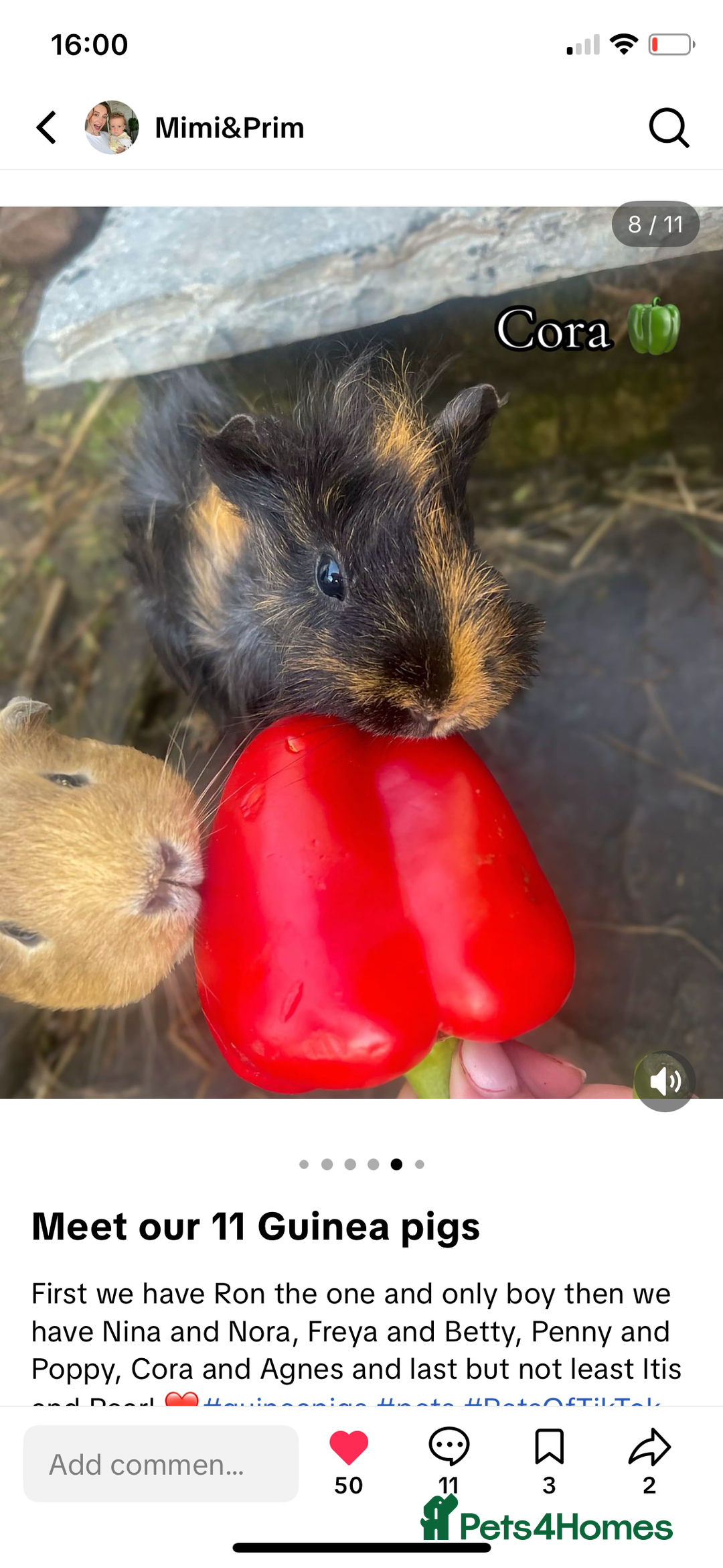 Guinea Pig rodents for sale: Pairs of guinea pigs for sale  - Image 6